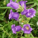 Campanula medium